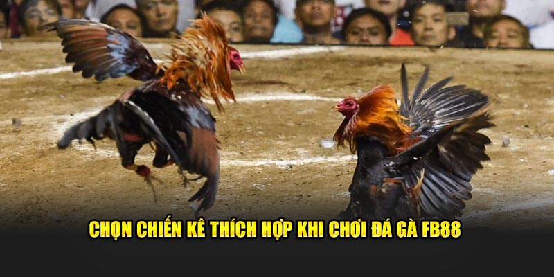 Chọn chiến kê thích hợp khi chơi đá gà FB88