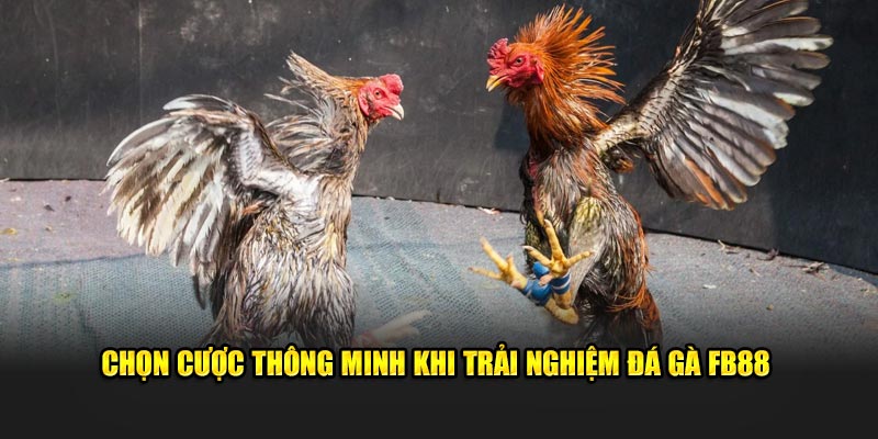 Chọn cược thông minh khi trải nghiệm đá gà FB88