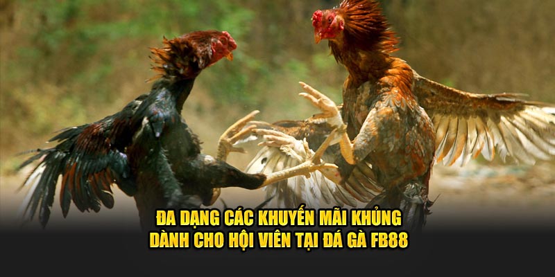 Đa dạng các khuyến mãi khủng dành cho hội viên tại đá gà FB88