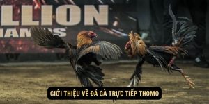 Đá Gà Thomo - Sân Chơi Xanh Chín Hàng Đầu Hiện Nay