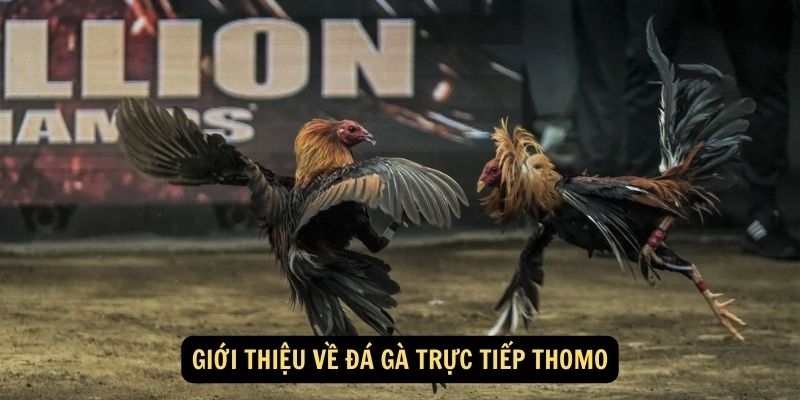 Đá Gà Thomo - Sân Chơi Xanh Chín Hàng Đầu Hiện Nay