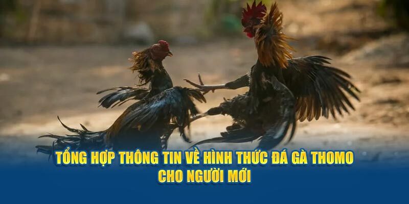 Vài nét sơ lược về hình thức đá gà Thomo tại FB88